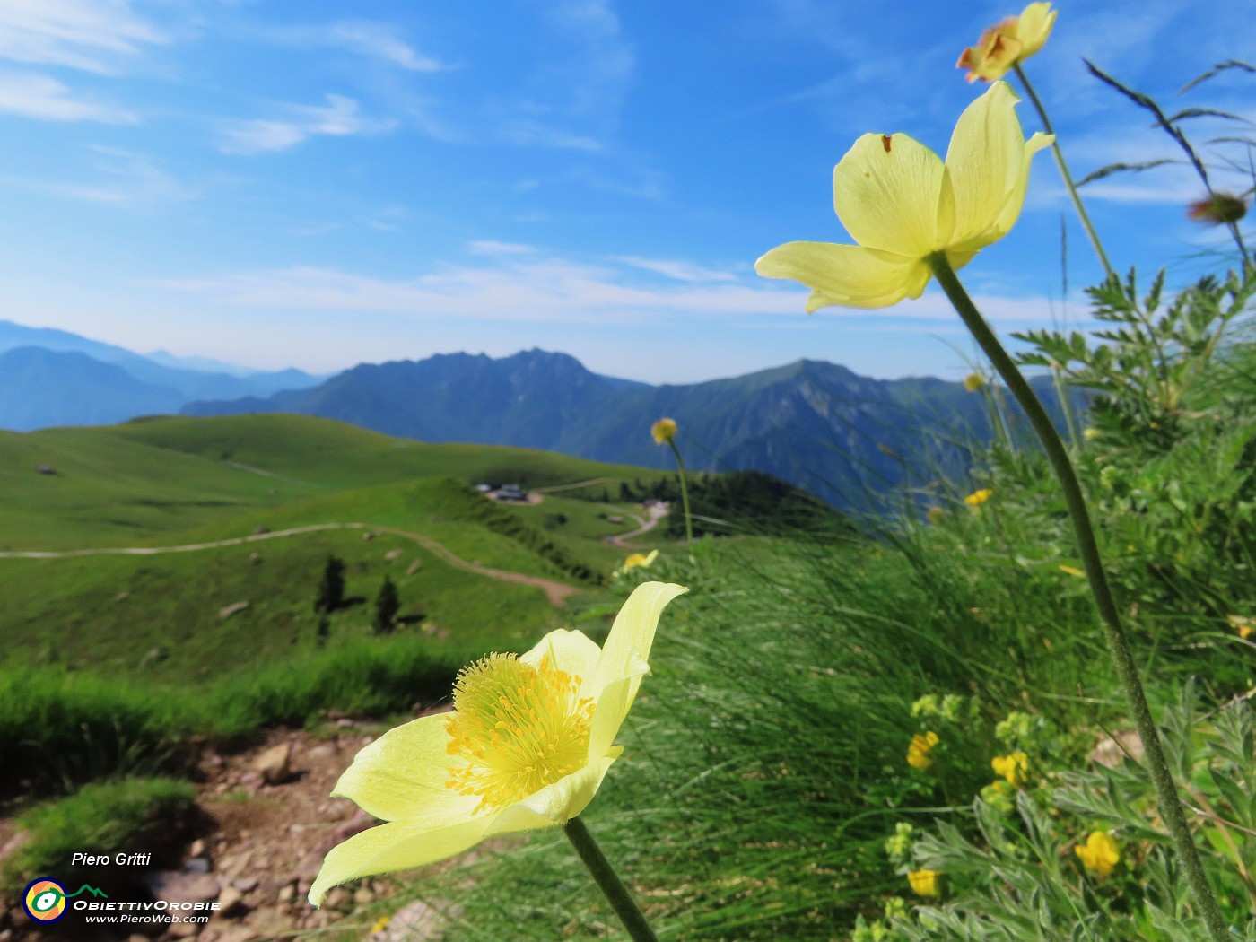 03 Pulsatilla alpina sulphurea (Anemone sulfureo) .JPG